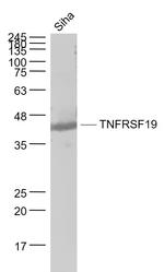 TNFRSF19/TROY Antibody in Western Blot (WB)