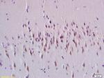 Rab24 Antibody in Immunohistochemistry (Paraffin) (IHC (P))