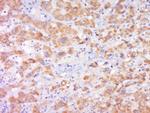 Cytochrome b245 Light Chain Antibody in Immunohistochemistry (Paraffin) (IHC (P))