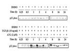 Cytochrome b245 Light Chain Antibody in Western Blot (WB)