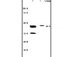 NCF1/p47 phox Antibody in Western Blot (WB)