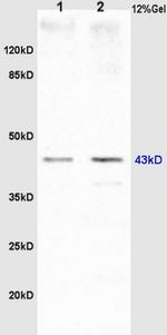 GTPBP10 Antibody in Western Blot (WB)