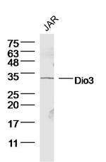 Dio3 Antibody in Western Blot (WB)