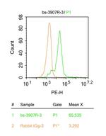 Legumain Antibody in Flow Cytometry (Flow)