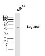 Legumain Antibody in Western Blot (WB)