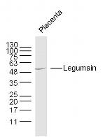 Legumain Antibody in Western Blot (WB)