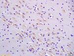 AANAT Antibody in Immunohistochemistry (Paraffin) (IHC (P))