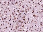 AANAT Antibody in Immunohistochemistry (Paraffin) (IHC (P))