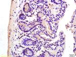 ADCY7 Antibody in Immunohistochemistry (Paraffin) (IHC (P))