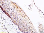 PER2/Period circadian protein 2 Antibody in Immunohistochemistry (Paraffin) (IHC (P))