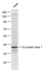 G protein beta 1/GNB1 Antibody in Western Blot (WB)