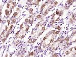 Glucagon Receptor Antibody in Immunohistochemistry (Paraffin) (IHC (P))