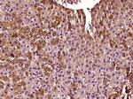 IDH2 Antibody in Immunohistochemistry (Paraffin) (IHC (P))