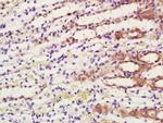 COX1/MTCO1 Antibody in Immunohistochemistry (Paraffin) (IHC (P))