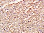 COX1/MTCO1 Antibody in Immunohistochemistry (Paraffin) (IHC (P))