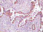 AMPK beta 1 + 2 Antibody in Immunohistochemistry (Paraffin) (IHC (P))