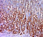 HK/Hexokinase 1 Antibody in Immunohistochemistry (Paraffin) (IHC (P))