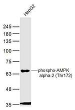 Phospho-AMPK alpha-1/2 (Thr172, Thr183) Antibody in Western Blot (WB)