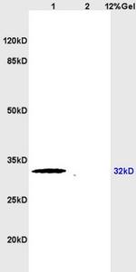 APG5L Antibody in Western Blot (WB)