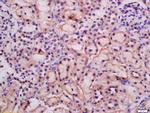 ATG9A Antibody in Immunohistochemistry (Paraffin) (IHC (P))