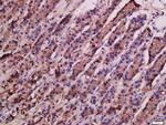 ATG9A Antibody in Immunohistochemistry (Paraffin) (IHC (P))