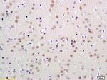 UBL7 Antibody in Immunohistochemistry (Paraffin) (IHC (P))