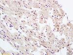 UBL7 Antibody in Immunohistochemistry (Paraffin) (IHC (P))