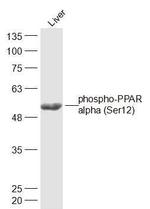 Phospho-PPAR alpha (Ser12) Antibody in Western Blot (WB)