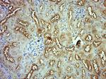 GPD2 Antibody in Immunohistochemistry (Paraffin) (IHC (P))