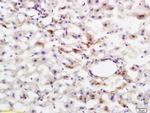 Phospho-HMGCR (Ser872) Antibody in Immunohistochemistry (Paraffin) (IHC (P))