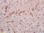 Phospho-LATS2 (Ser83) Antibody in Immunohistochemistry (Paraffin) (IHC (P))