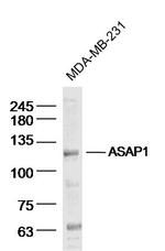 ASAP1 Antibody in Western Blot (WB)