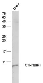 CTNNBIP1 Antibody in Western Blot (WB)