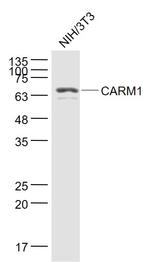 CARM1 Antibody in Western Blot (WB)