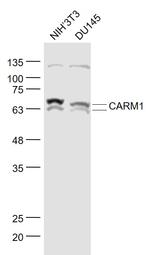 CARM1 Antibody in Western Blot (WB)