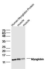 Myoglobin Antibody in Western Blot (WB)