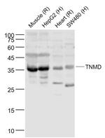 TNMD Antibody in Western Blot (WB)