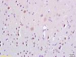 ERK4 Antibody in Immunohistochemistry (Paraffin) (IHC (P))