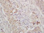 IKB epsilon Antibody in Immunohistochemistry (Paraffin) (IHC (P))