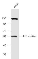 IKB epsilon Antibody in Western Blot (WB)