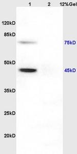 NPTX1 Antibody in Western Blot (WB)