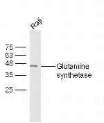 Glutamine synthetase Antibody in Western Blot (WB)