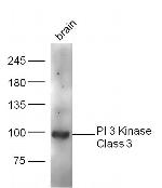 PI 3 Kinase Class 3 Antibody in Western Blot (WB)