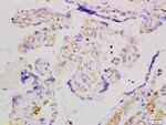 Angiomotin Antibody in Immunohistochemistry (Paraffin) (IHC (P))