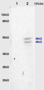 Synaptotagmin Antibody in Western Blot (WB)