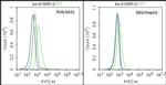 ADAM8 Antibody in Flow Cytometry (Flow)