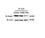 Cullin 3 Antibody in Western Blot (WB)