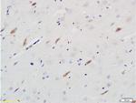 Neuroligin 1 Antibody in Immunohistochemistry (Paraffin) (IHC (P))