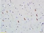 Neuroligin 1 Antibody in Immunohistochemistry (Paraffin) (IHC (P))