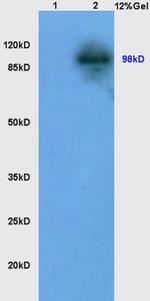 LONP1 Antibody in Western Blot (WB)